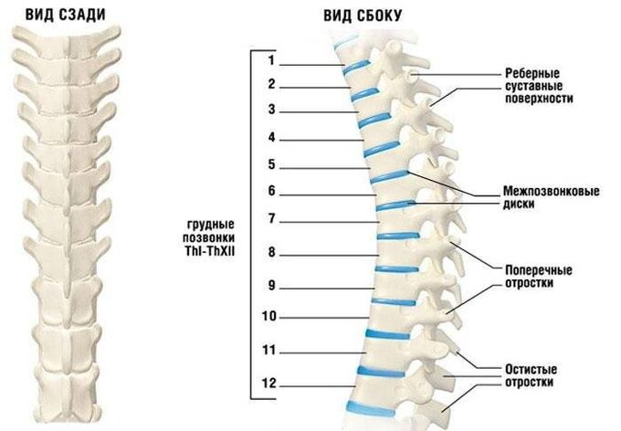 Osteochondroza szyjka macicy